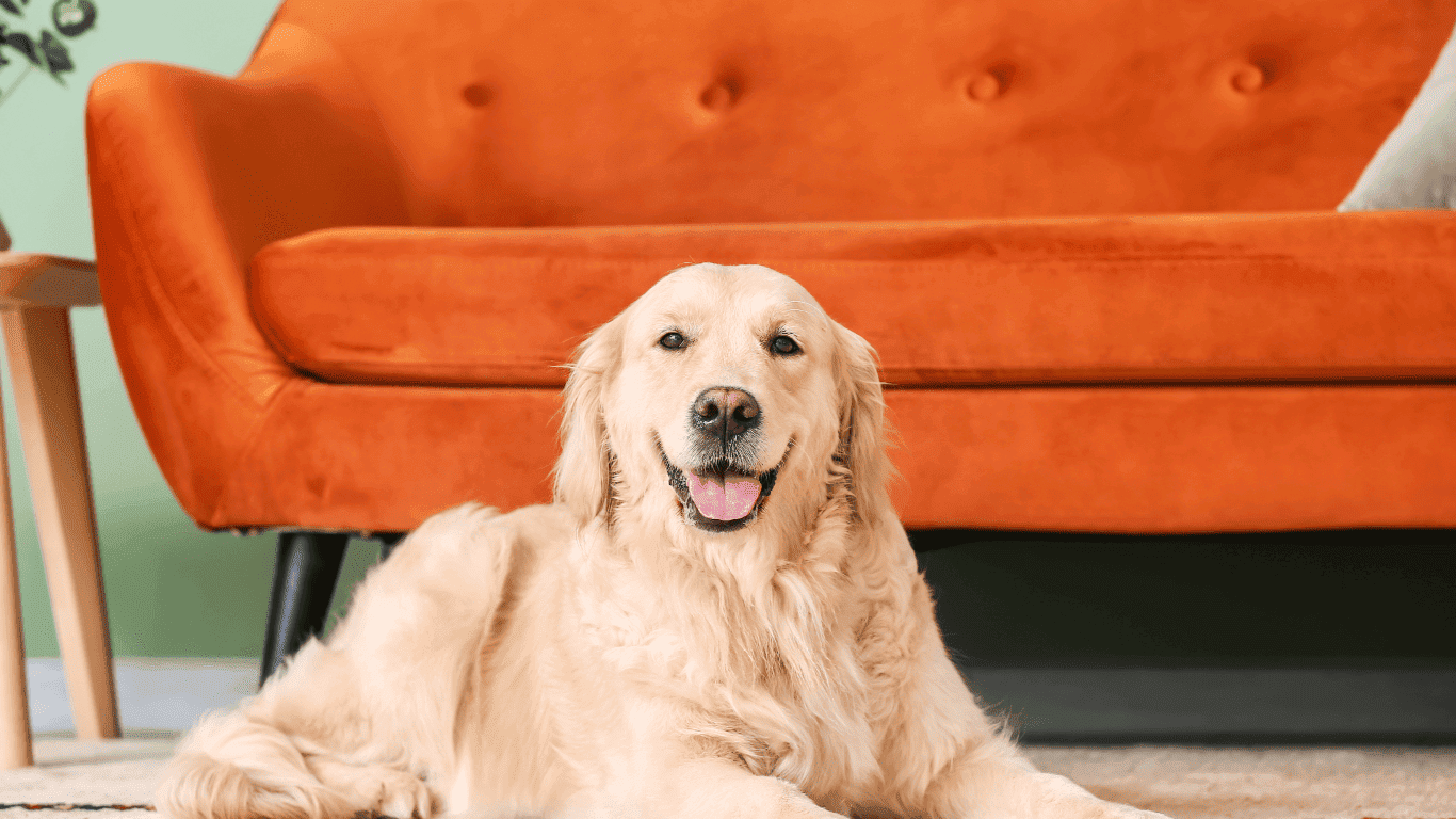 Happy dog resting on freshly cleaned carpet after professional pet urine odor and stain removal treatment in Bay Area home